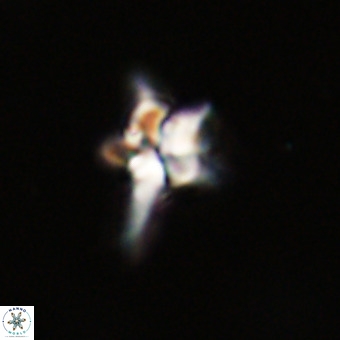 Quadrum blairiae VR 23197