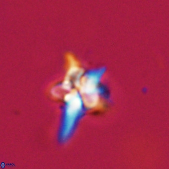 Quadrum blairiae VR 23198