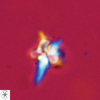 Quadrum blairiae VR 23198