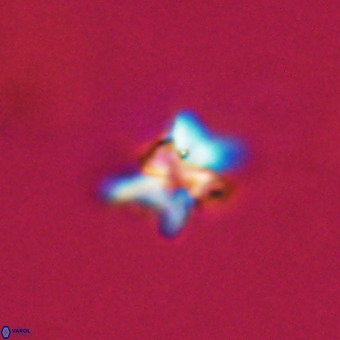Quadrum blairiae VR 23199