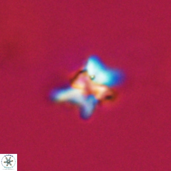 Quadrum blairiae VR 23199