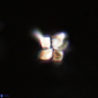 Quadrum blairiae VR 23190