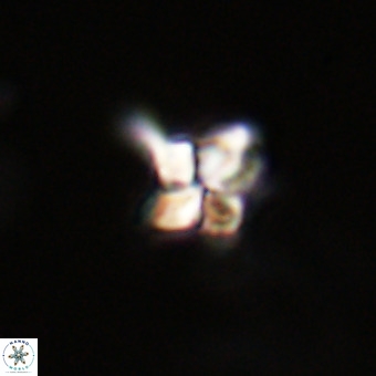 Quadrum blairiae VR 23190
