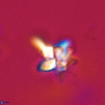 Quadrum blairiae VR 23191