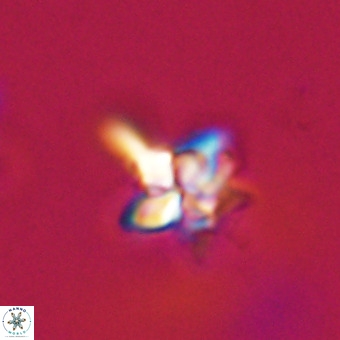 Quadrum blairiae VR 23191
