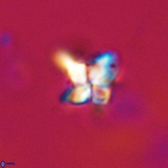Quadrum blairiae VR 23192