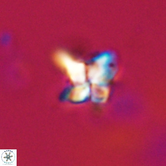 Quadrum blairiae VR 23192