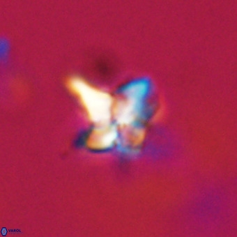 Quadrum blairiae VR 23193