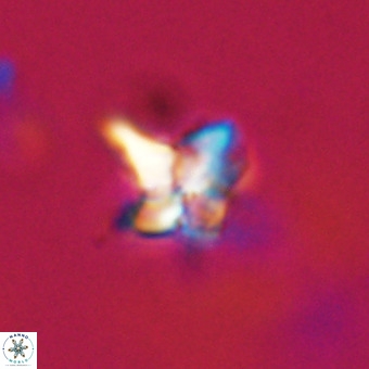 Quadrum blairiae VR 23193
