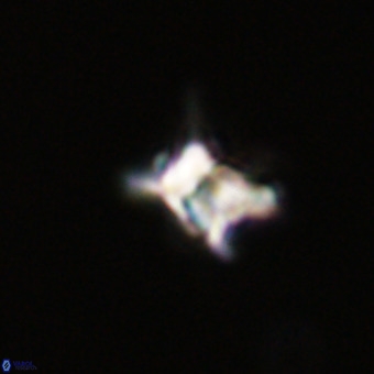Quadrum blairiae VR 23204