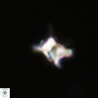 Quadrum blairiae VR 23204