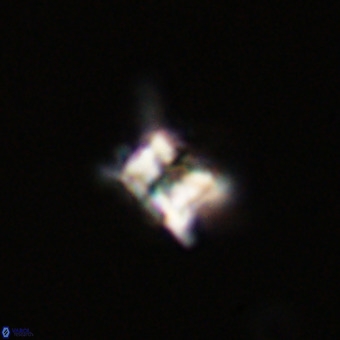 Quadrum blairiae VR 23205