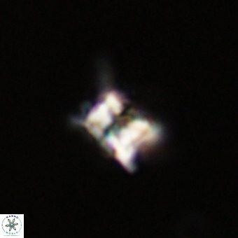 Quadrum blairiae VR 23205