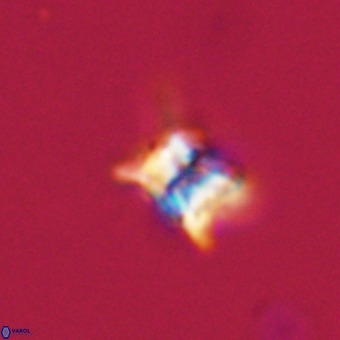 Quadrum blairiae VR 23206