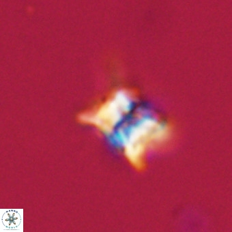 Quadrum blairiae VR 23206