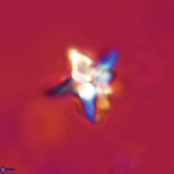 Quadrum blairiae VR 23207