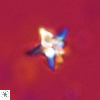 Quadrum blairiae VR 23207