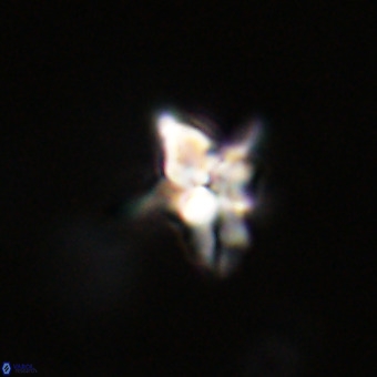 Quadrum blairiae VR 23208