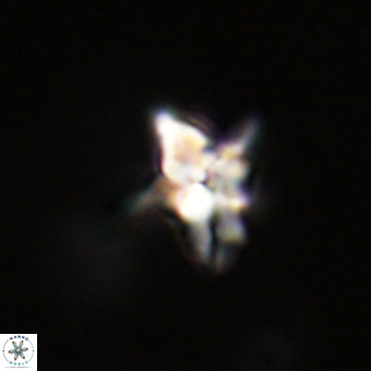 Quadrum blairiae VR 23208