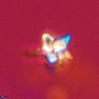 Quadrum blairiae VR 23209
