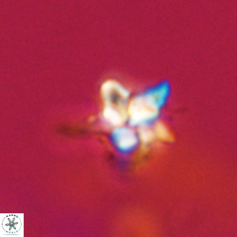 Quadrum blairiae VR 23209