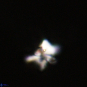 Quadrum blairiae VR 23200