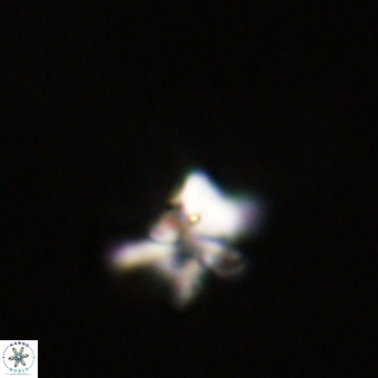 Quadrum blairiae VR 23200