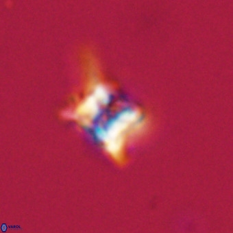 Quadrum blairiae VR 23201