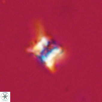 Quadrum blairiae VR 23201