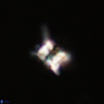 Quadrum blairiae VR 23202