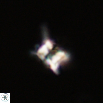 Quadrum blairiae VR 23202