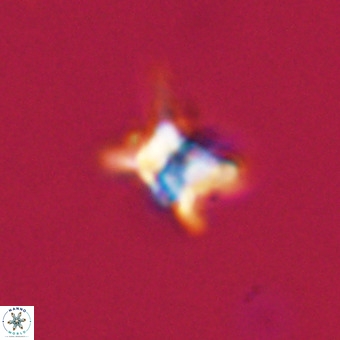 Quadrum blairiae VR 23203