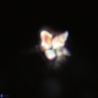 Quadrum blairiae VR 23210