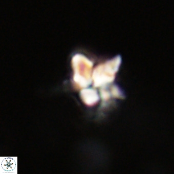 Quadrum blairiae VR 23210