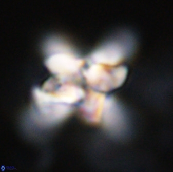 Quadrum blairiae 34064