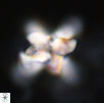 Quadrum blairiae 34064