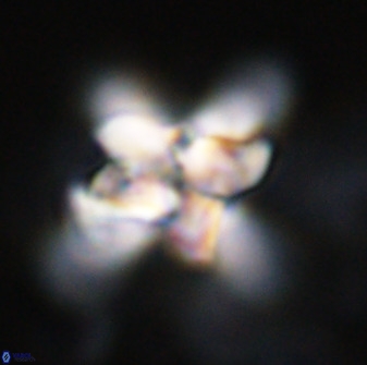 Quadrum blairiae 34065