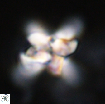 Quadrum blairiae 34065