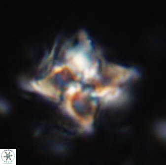 Quadrum blairiae 34066
