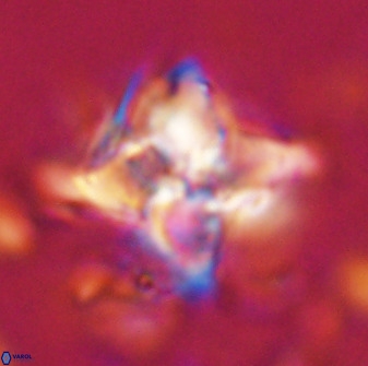 Quadrum blairiae 34067