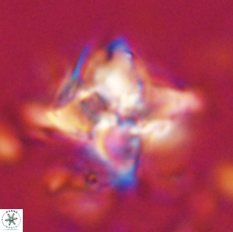 Quadrum blairiae 34067