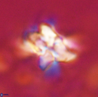 Quadrum blairiae 34068