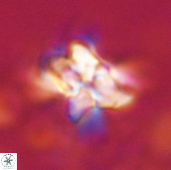 Quadrum blairiae 34068