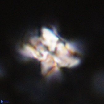 Quadrum blairiae 34069