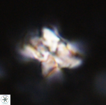 Quadrum blairiae 34069