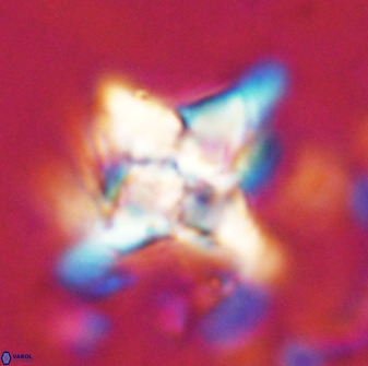 Quadrum blairiae 34062