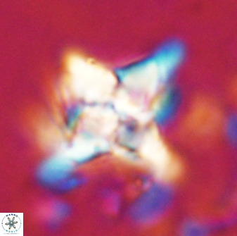 Quadrum blairiae 34062