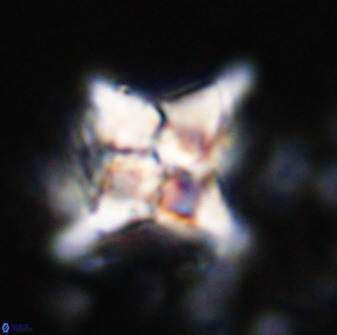 Quadrum blairiae 34063