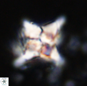 Quadrum blairiae 34063