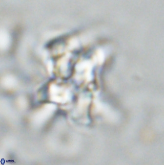 Quadrum blairiae 34074